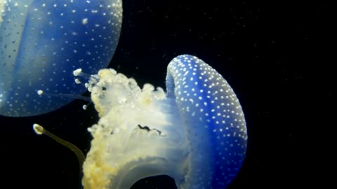 Beautiful Blue Jellyfish