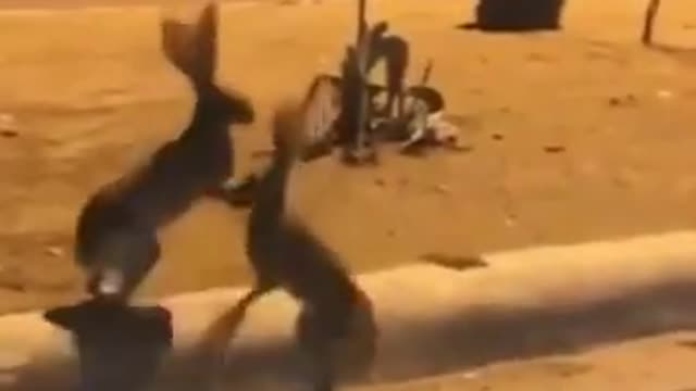 Best Funny animals Compilation/ YOU WILL GET STOMACHACH FROM LAUGHING