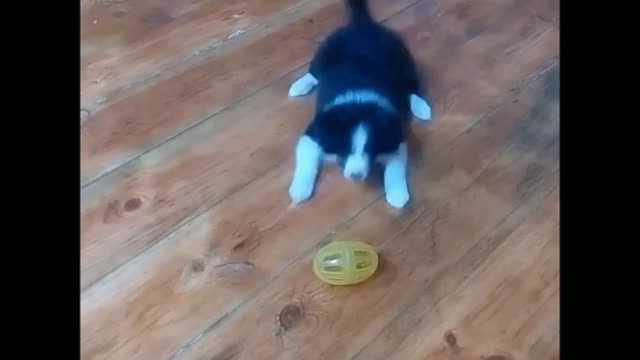 The dog saw the toy for the first time - funny Border Collie puppies