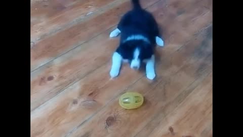 The dog saw the toy for the first time - funny Border Collie puppies