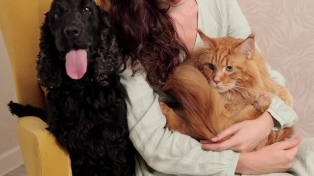 Rat and cat sitting together on a girl's lap