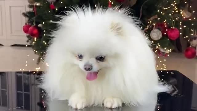 Cute Dog videos Cute Animals