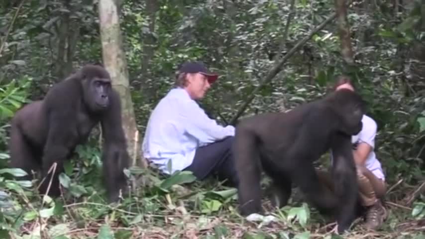 Tansy Aspinall how The Gorillas: Reunited At Last! - OFFICIAL VIDEO