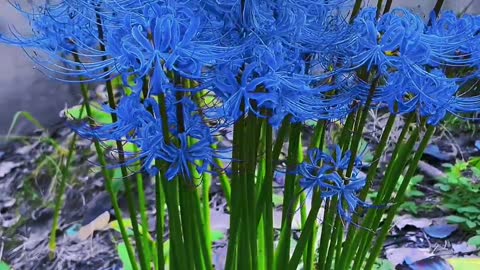 Blue shore flower