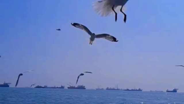 Beautiful birds over ocean