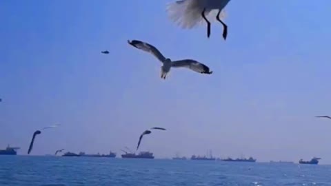 Beautiful birds over ocean