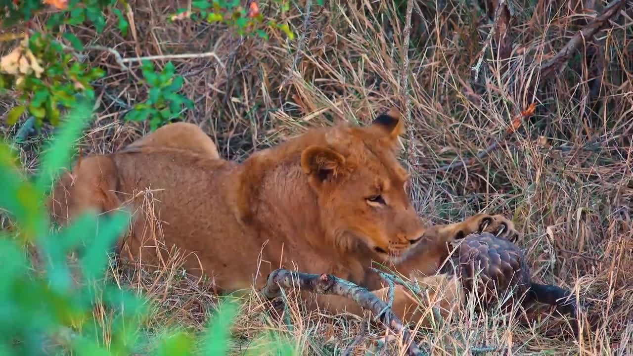 Sharp Teeth VS Sharp Scales - A Pangolin Defends Itself Against a Lion’s Jaws