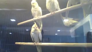 Cockatiels from the store wait for a new owner to be adopted [Nature & Animals]