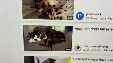 Dog friendly with cat