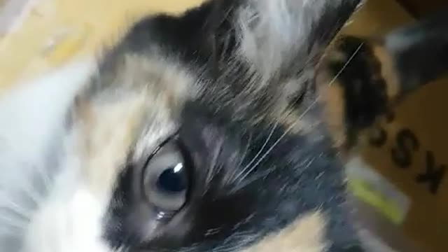 Playing with kittens