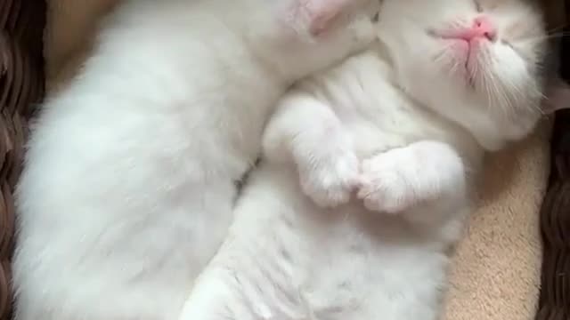 kittens sleeping and one of them sneezed