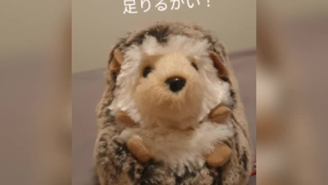 オーストラリア 567を振り返ってのつぶやき 2021/10/16