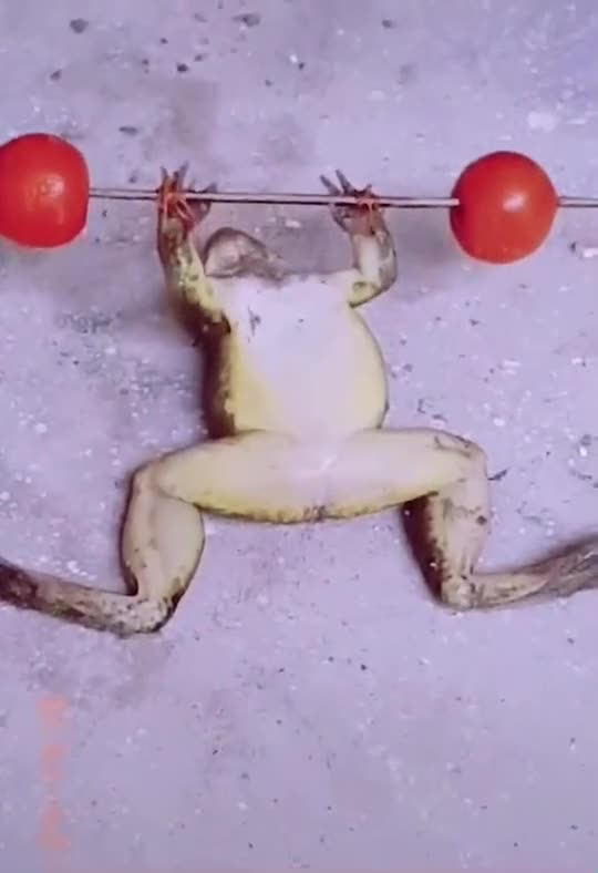 Strange Frog doing exercize.mp4