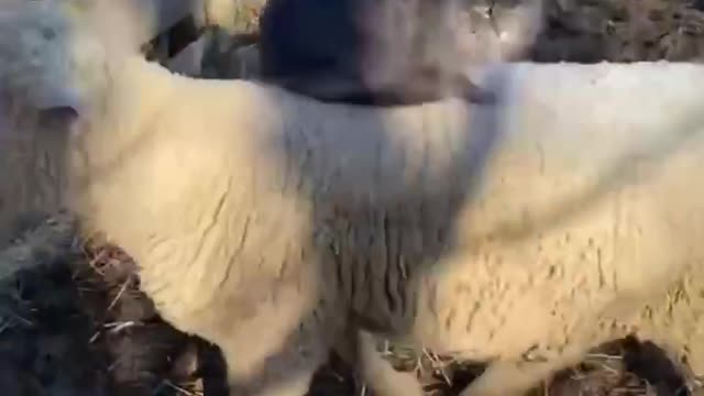 And our friendship is both dangerous and difficult. Two best brothers cat and ram .Funny Videos🤣