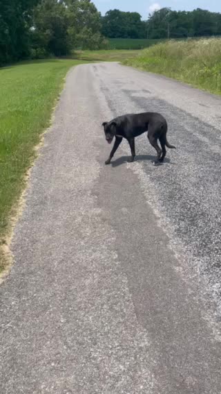 Lab pit mix just a awesome dog