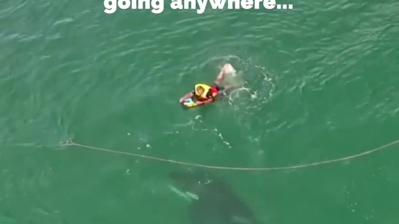 viral whales moments