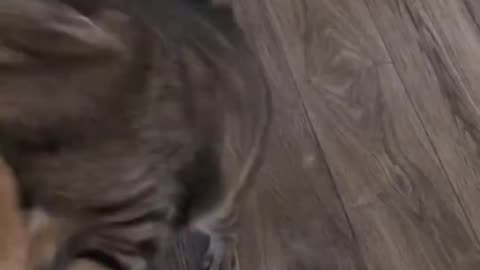 Funny cat and dog fight 😁😁