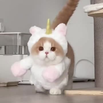 Cute unicorn cat