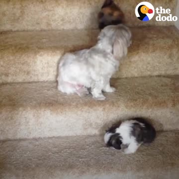 Puppies vs Stairs: Puppy Tries Stairs with Help From Cat, Dog Siblings | The Dodo