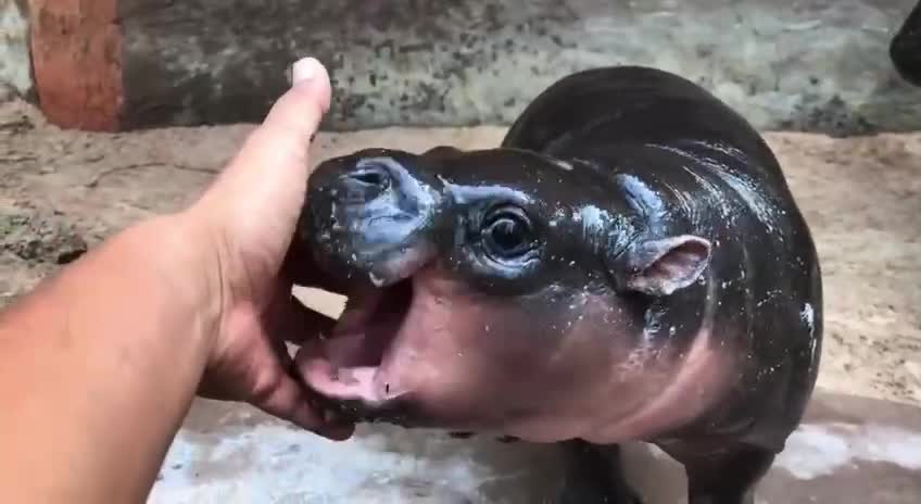 🦛 Charming baby hippopotamus.