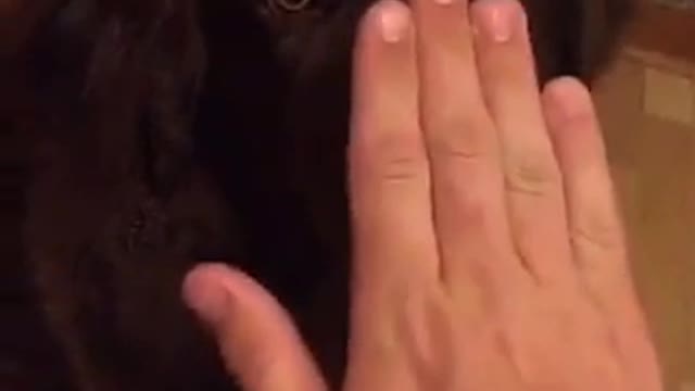 Man puts hand on dogs face and the dog does not react