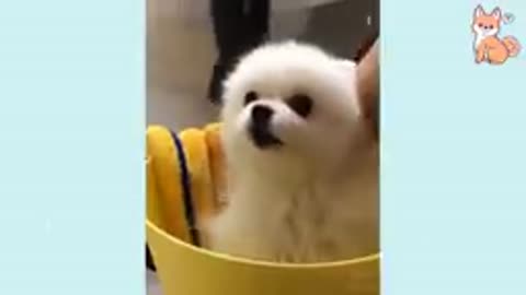 funny and cute video