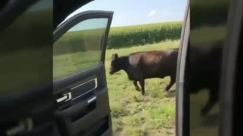 A Cow is Going on A Song Kiki