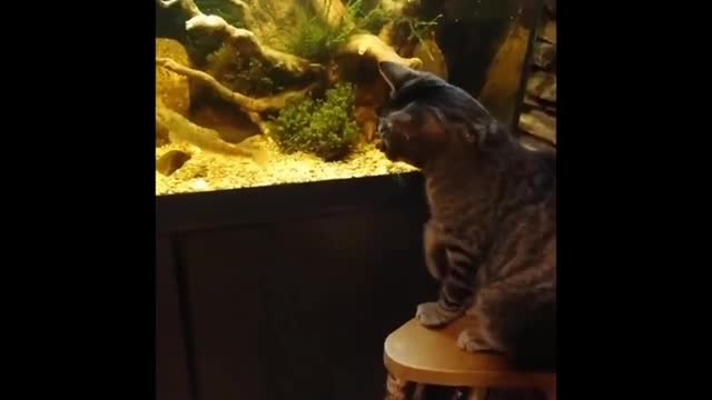 The cat watches the fish.