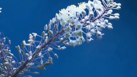 Soft white flowers and sky blue