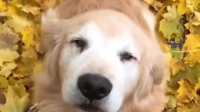 Happy dog 😂