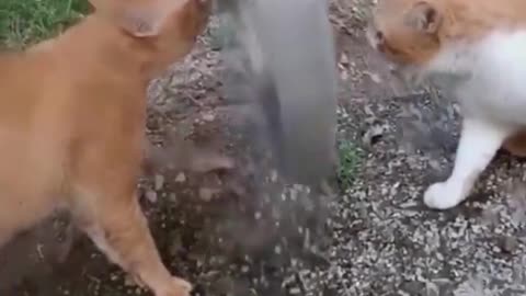 Funny Animal Videos 2023 😂 - Funniest Cats And Dogs Video