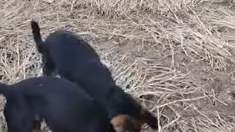 Two dogs ready to fight keep him sporting👍