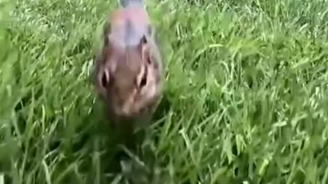 A cute squirrel-Dinky