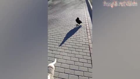 Funny Animals