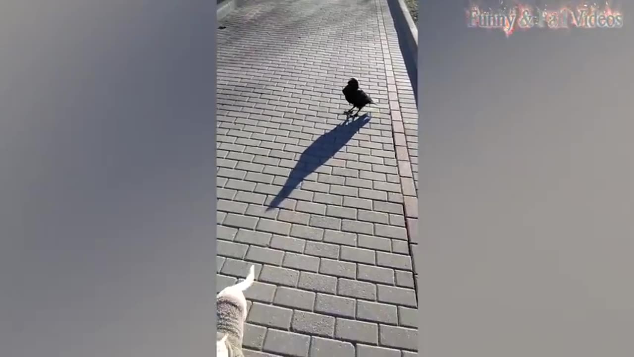 Funny Animals