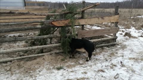 Часть 4 Похождения поросёнка Опер Первый снег Part 4 Adventures of the piglet Opera The first snow