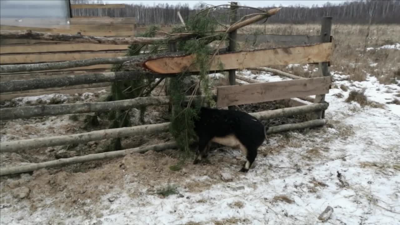 Часть 4 Похождения поросёнка Опер Первый снег Part 4 Adventures of the piglet Opera The first snow
