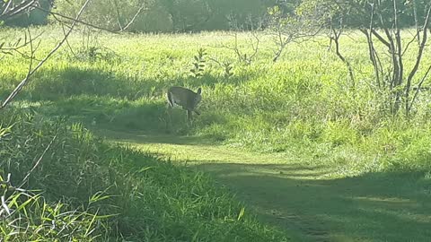 Spotted a dear on our walk trail