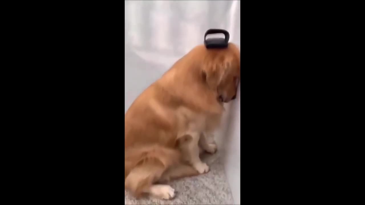 Funniest Animals 2023 😂 | Funniest Cats and Dogs | Part 4