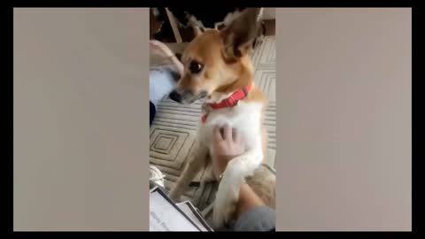 🤣🤣🤣 Puppy annoys its owner who is lying on the floor 🤣🤣🤣