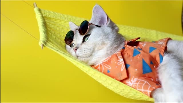 Cat Relaxed On a Hammock