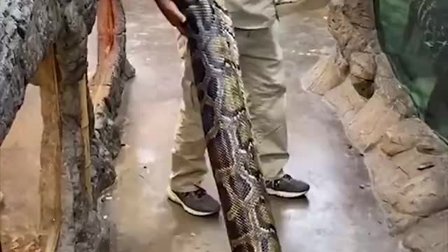 Snake funny enjoy time