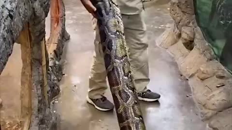 Snake funny enjoy time