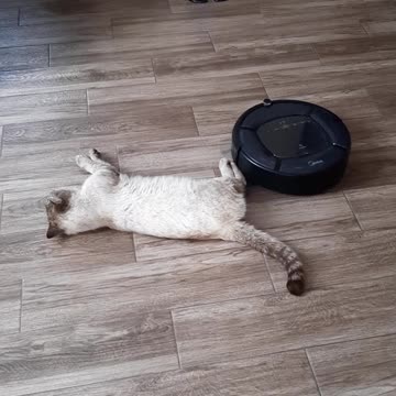 Cat or vacuum cleaner,who will win?