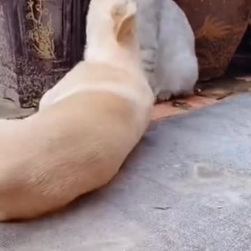 Funny cat and dog #shorts #cat #dog