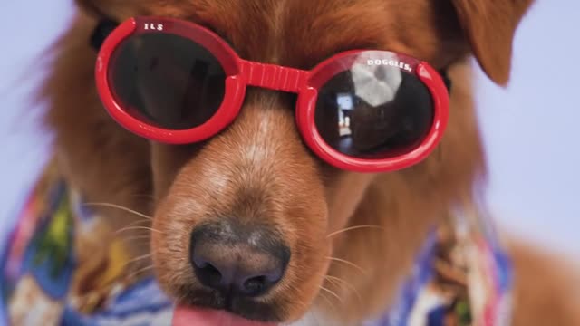 Sweet Dog with sunglasses