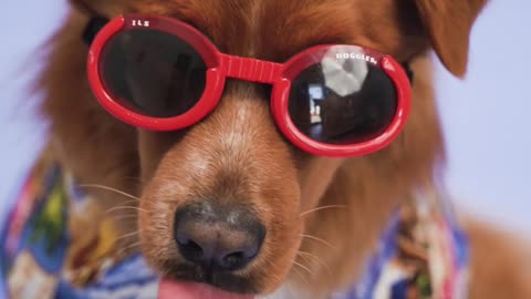 Sweet Dog with sunglasses