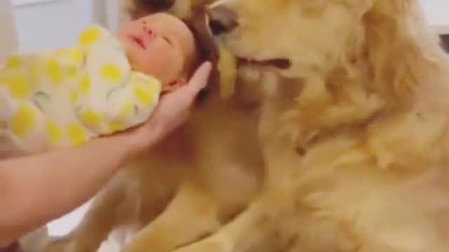 Dog offers his donut toy to his new baby sister..🐕🐾🍩👼❤️