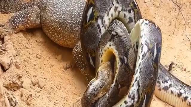 Lions Vs Big Python snake Real Fight