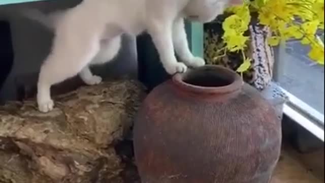 engraçados tente não rir _ gatos levando susto _ Gatos fazendo coisas engraçadas